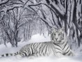 /album/galeria-de-fotos/tigre-branco-na-neve-260aa-jpg/