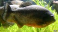 Piranhas 'latem' para intimidar rivais, dizem pesquisadores